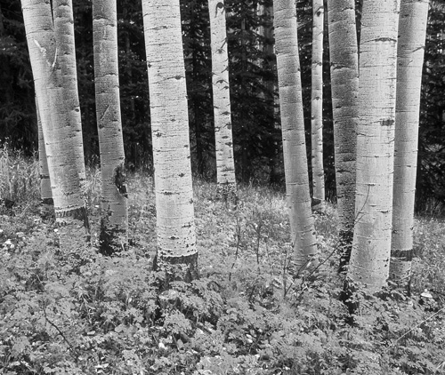 Among the Aspens in Black and White