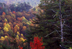 /Autumn's Sentinel