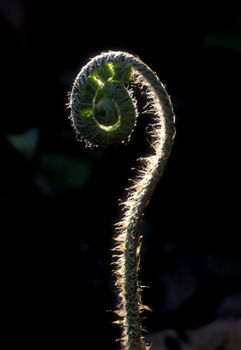 Nature's Question Mark