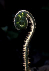 Nature's Questionmark