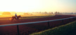 Dawn Gallop