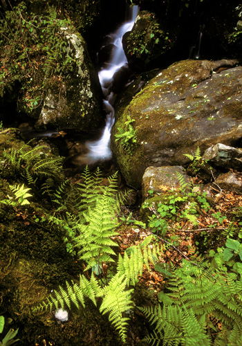 Falls and Ferns