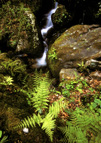 Falls and Ferns