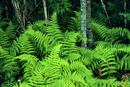Ferns, Shining Rock Wilderness