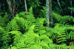 Ferns, Shining Rock Wilderness