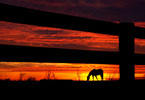 Horse Country Sunset