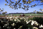 Keeneland Dogwoods