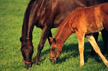 Bluegrass Mare & Foal
