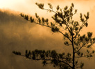 Pine & Glowing Mist