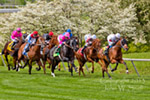 Racing Past the Dogwoods