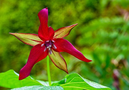 Red Trillium Star