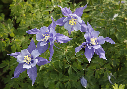 Rocky Mountain Columbines