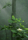 Magnolia in the Spotlight
