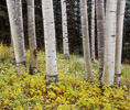 Among the Aspens