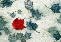Among Fallen Friends