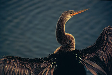 Anhinga