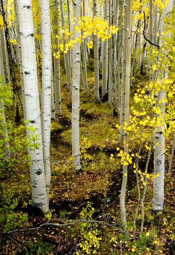 Aspens, Lime Creek Road