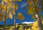 Aspen Morning