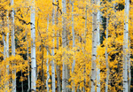 Aspen Splendor