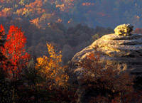 Autumn Brilliance