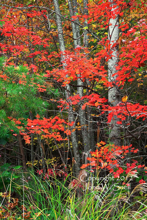 Autumn Glory