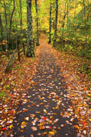 Autumn Pathway