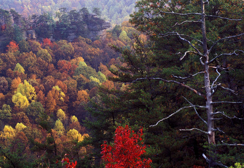 Autumn's Sentinel