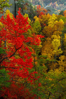 Auxier Ridge Surprise