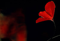 Backlit Red Leaves