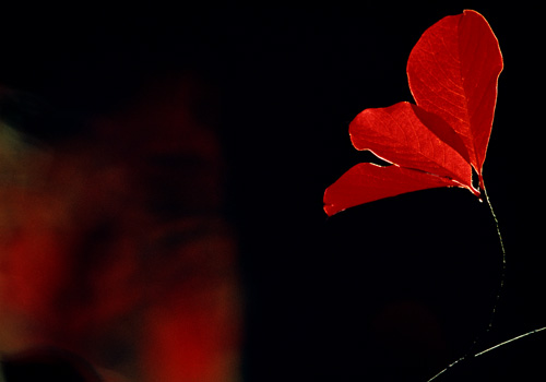 Backlit Red Leaf