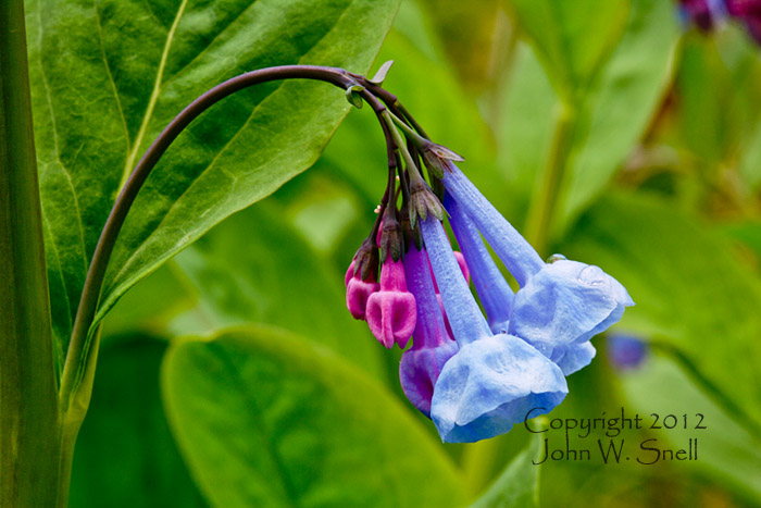 Bluebells