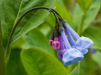 Bluebells