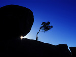 Bonsai Rock