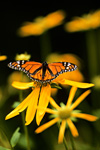 Monarch Butterfly