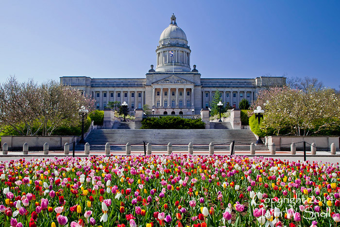 Capitol Tulips