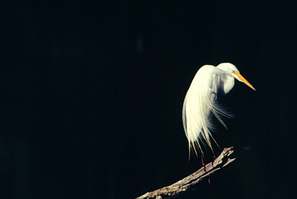 Great Egret