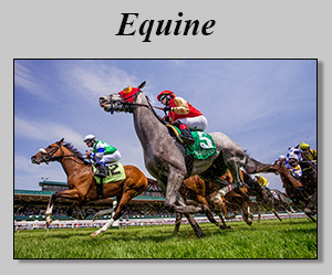 Equine Gallery