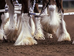 Feathered Footsteps