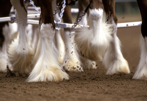 Feathered Footsteps