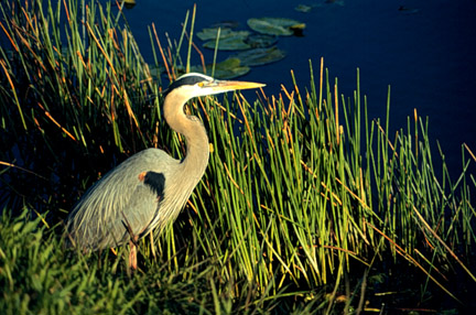 Great Blue Heron