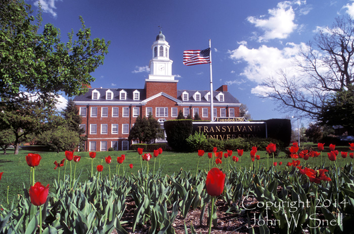 Haupt Tulips - Transylvania University