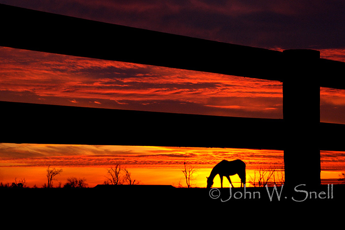 Dawn Gallop