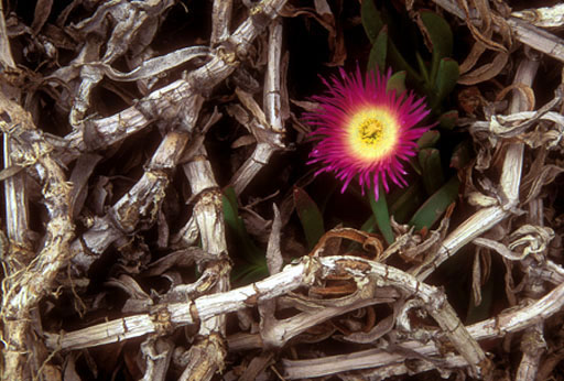 Ice Plant