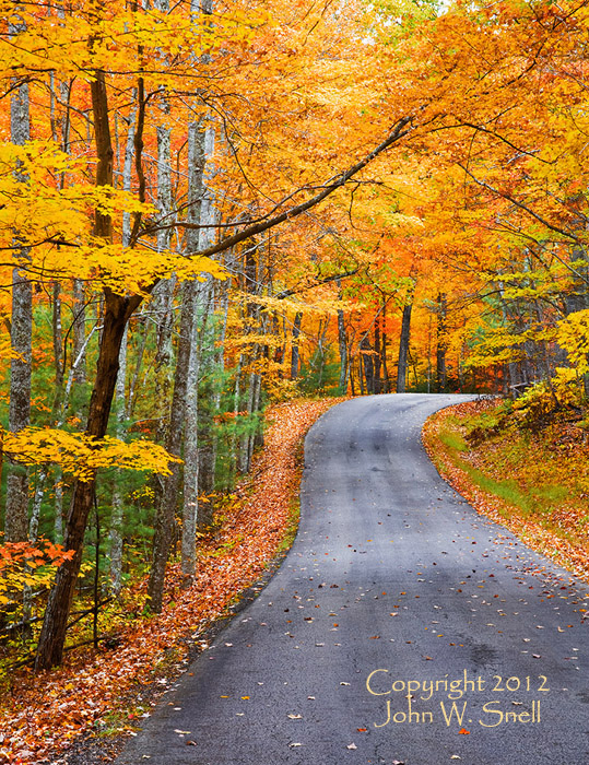 Into the Autumn Woods