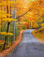 Into the Autumn Woods