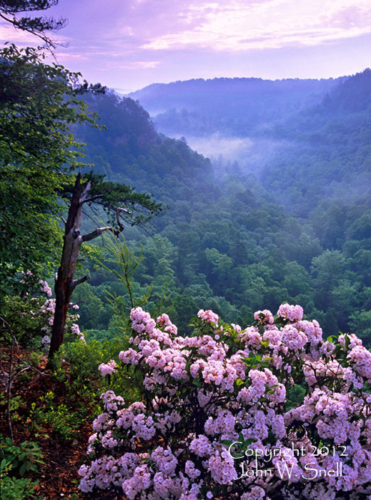 Laurel of the Valley