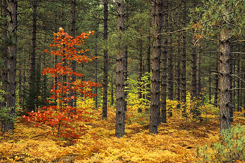 Red Maple with Pines