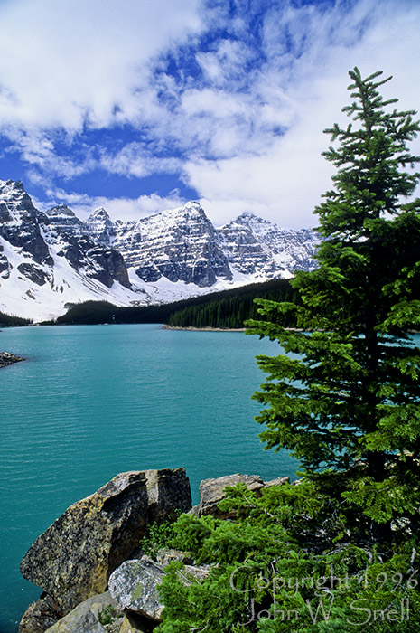 Moraine Lake Pine