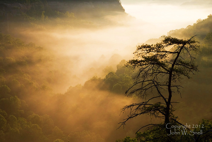 Two Trees at Sunrise