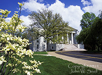 Dogwoods & Old Morrison